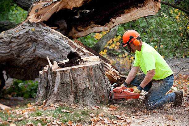 How Our Tree Care Process Works  in  Fall Creek, WI